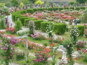 花フェスタ記念公園に行ってきました！｜「花の丘　カウベル」　（愛知県長久手市の花キューピット加盟店 花屋）のブログ