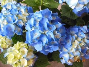 あじさい｜「花の丘　カウベル」　（愛知県長久手市の花キューピット加盟店 花屋）のブログ